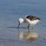 Avocette des Andes