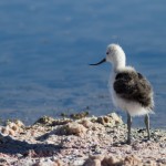 Avocette des Andes