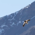 Caracara montagnard