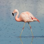 Flamant du Chili