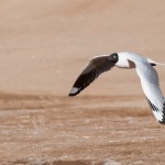 Mouette des Andes