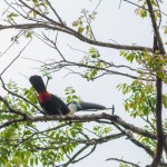 Toucan à bec rouge