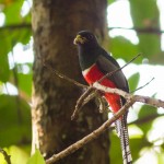 Trogon rosalba